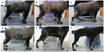 Case report: Central-pituitary hypothyroidism concurrent with hyperadrenocorticism without pituitary macroadenoma in a Miniature Schnauzer dog